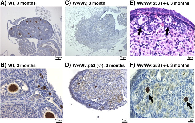 Figure 6