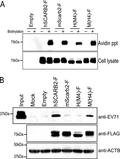 Fig. 9.