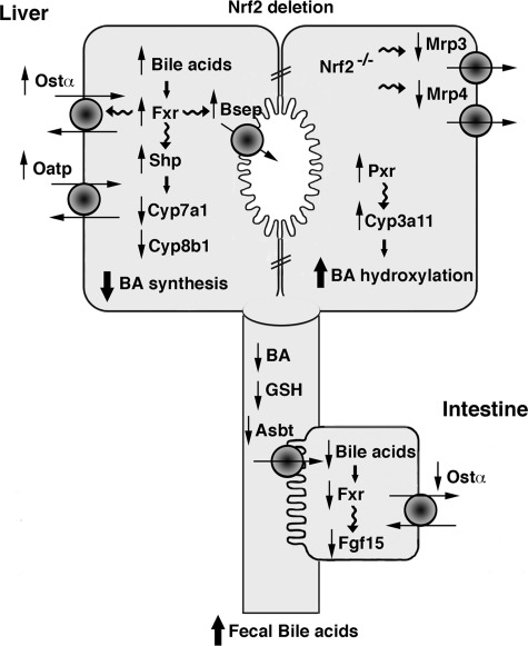 Fig. 9.