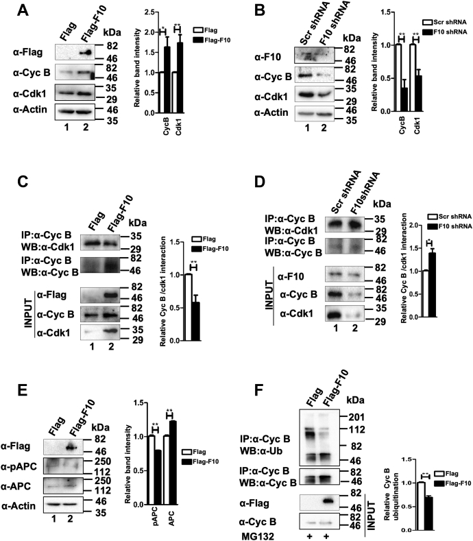 Figure 2