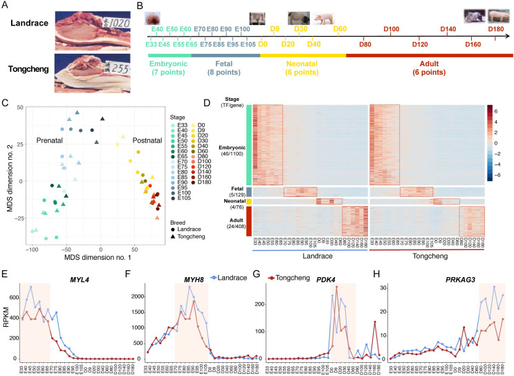 The genome variation and developmental transcriptome maps reveal ...