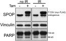 Figure 3—figure supplement 2.