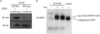 Figure 2—figure supplement 2.