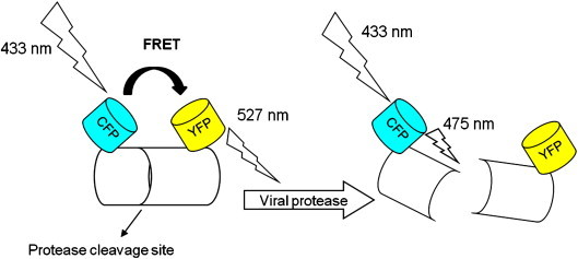 Fig. 4