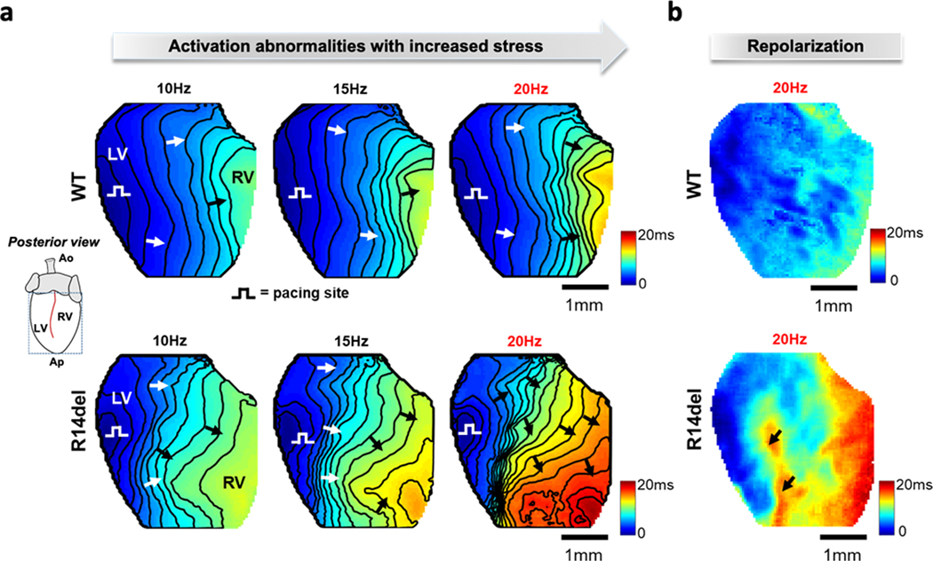 Figure 4: