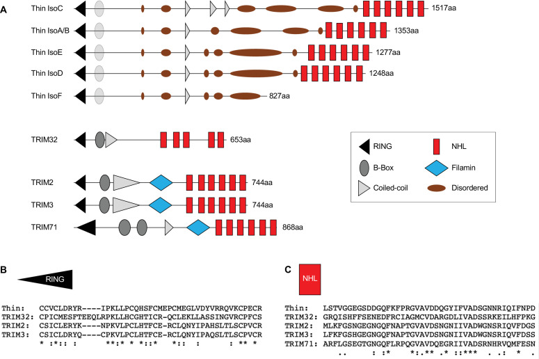 Figure 1—figure supplement 2.