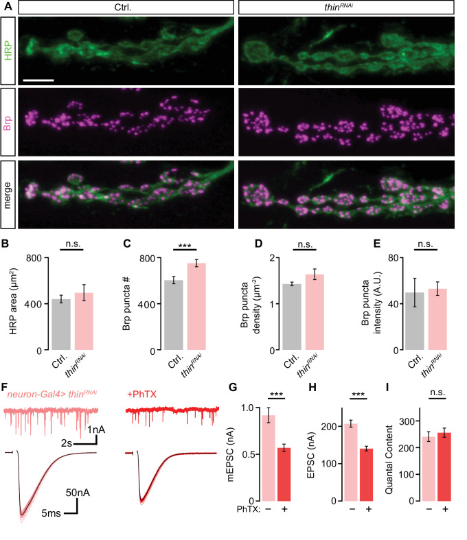 Figure 4—figure supplement 1.