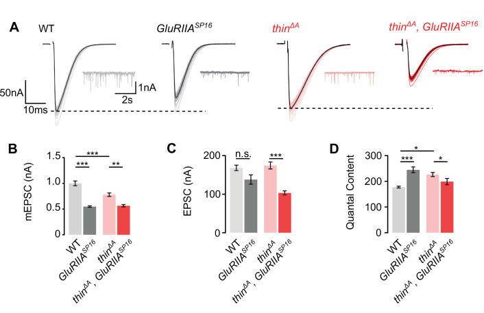 Figure 2—figure supplement 1.