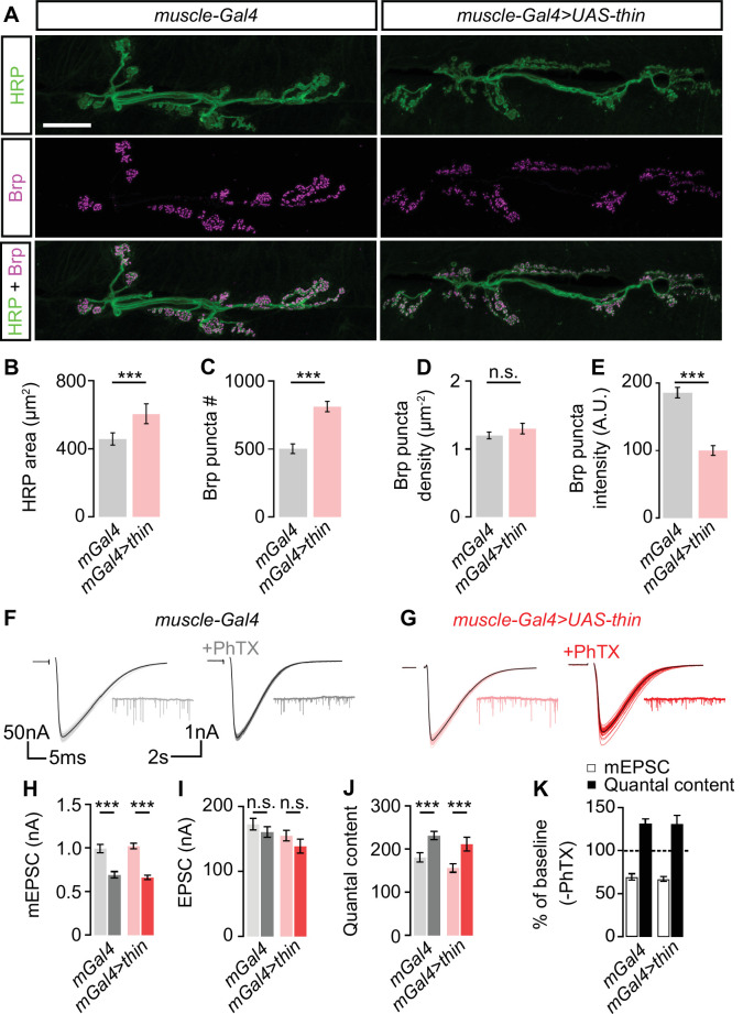 Figure 3—figure supplement 1.