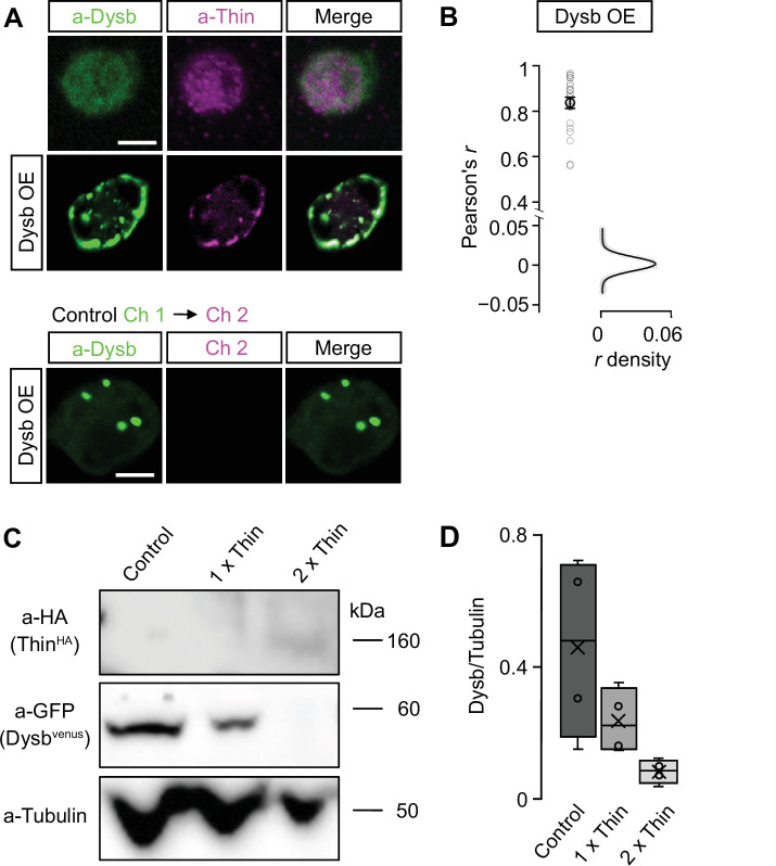 Figure 5—figure supplement 2.