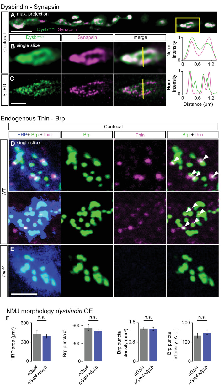 Figure 5—figure supplement 1.