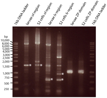 Figure 6