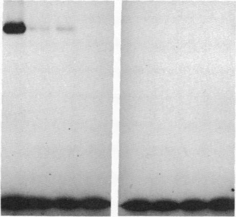 graphic file with name pnas00275-0087-a.jpg