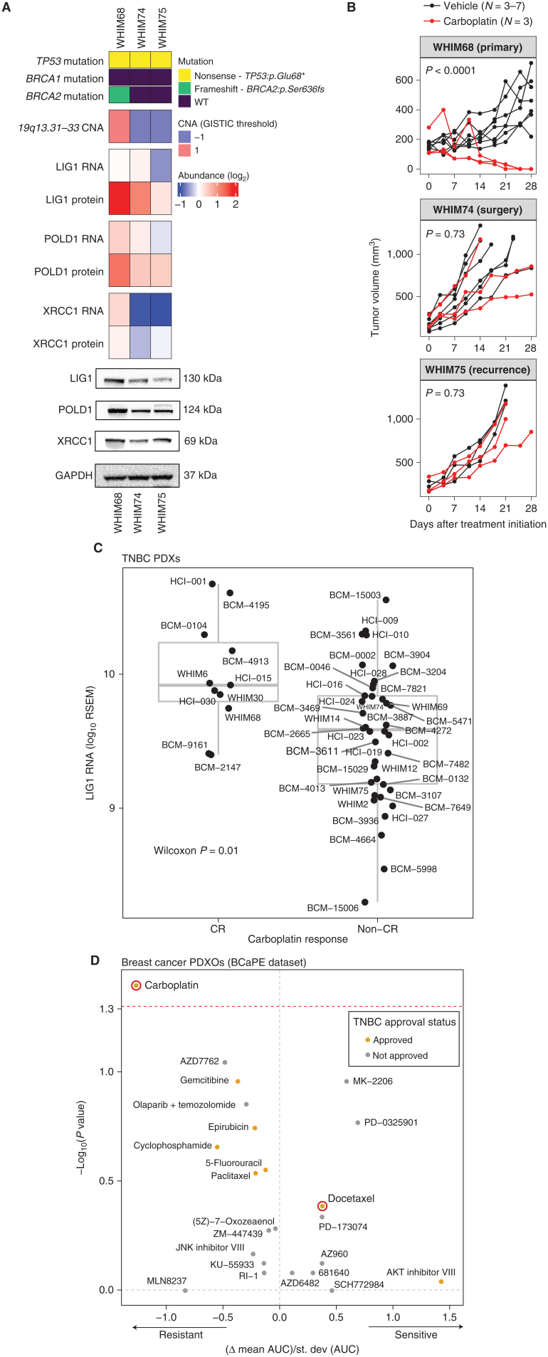 Figure 6. LIG1 association with advanced TNBC disease in preclinical models. A, Proteogenomic status of LIG1, POLD1, and XRCC1 in three PDX models derived from longitudinal biopsies from the same TNBC patient prior to any treatment (WHIM68), at the time of surgery after completing 5 months of neoadjuvant carboplatin and docetaxel (WHIM74), and from a liver metastasis one year after treatment initiation (WHIM75). Mutation and copy-number data were derived from WES and RNA from RNA-seq, and protein data were obtained from TMT proteomics generated by this current study. Bottom, representative western blots from three biological repeats for LIG1, POLD1, and XRCC1 protein levels. GAPDH was used as a loading control. B, Tumor volume was measured in three PDX models. Black and red lines indicate changes in tumor volume in PDXs treated with vehicle and carboplatin, respectively. WHIM68, with highest LIG1 protein levels, was most sensitive to carboplatin, whereas WHIM74 and 75, which displayed progressive LIG1 loss at the copy number, mRNA, and protein levels, were insensitive to carboplatin treatment. P values derived from a general linear model within each PDX were computed using estimated mean log2 fold changes in tumor volume at day 28 vs. day 0 for each treatment arm. C, Boxplots showing LIG1 mRNA levels in TNBCs PDXs categorized into complete response (CR) and non-CR groups. After 4 weeks of carboplatin treatment, CR was defined as PDXs with nonpalpable tumors, and non-CR was defined as PDXs with residual tumors with measurable dimensions. The Wilcoxon rank sum test was used to compare the two groups. D, Association between LIG1 copy-number loss and treatment response in patient-derived xenograft organoids (PDXO) obtained from the BCaPE database. Carboplatin and docetaxel are highlighted in red.