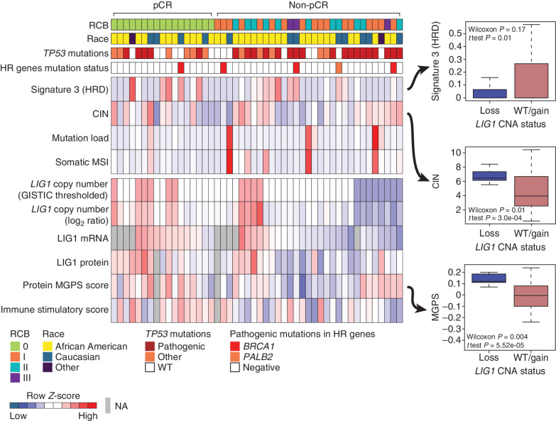 Figure 5. Proteogenomic features associated with LIG1. Heat map showing copy number, mRNA, and protein levels of LIG1, which are significantly (Wilcoxon rank sum test) lower (blue) in non-pCR tumors. Corresponding box plots show that tumors with low-level copy loss of LIG1 (GISTIC = −1, likely single copy-number loss) display significantly higher chromosomal instability and MGPS and significantly lower signature 3 (COSMIC mutational signature associated with HRD) than tumors that are wild-type (WT) or show gain of CNA (GISTIC ≥0). Wilcoxon rank sum tests and t tests were used to compare LIG1-loss cases with LIG1-intact (WT/gain) cases. HR, homologous recombination; MSI, microsatellite instability; NA, not available.