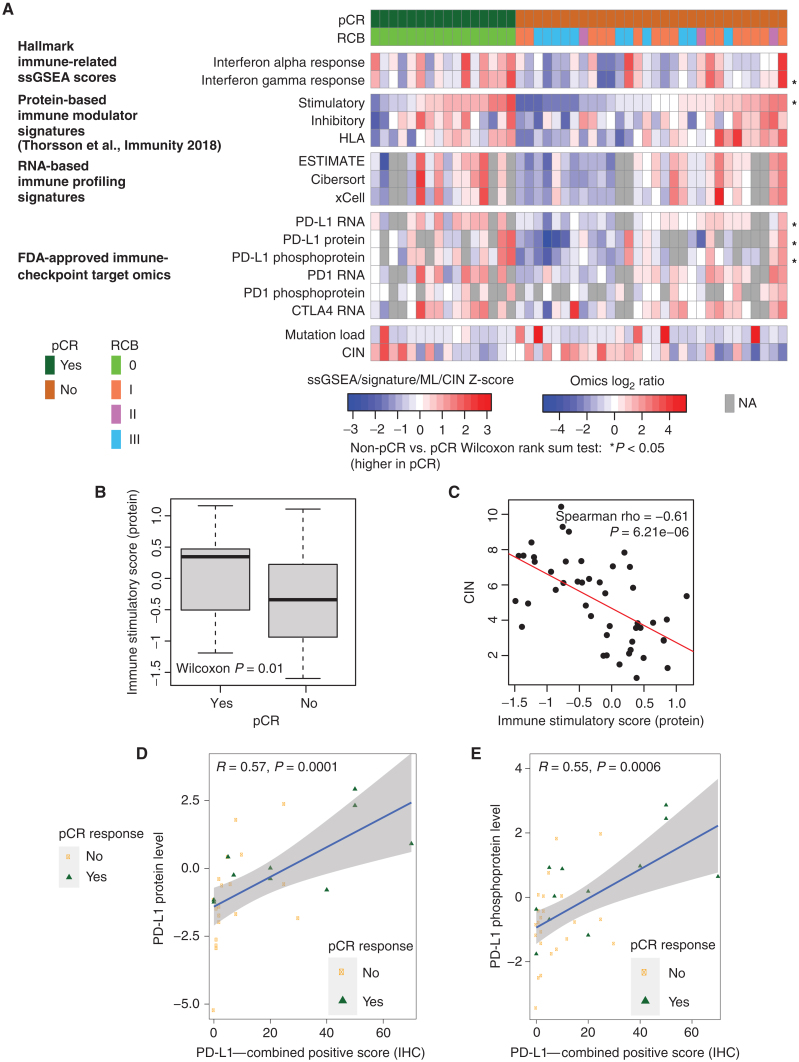 Figure 2. Proteogenomic features associated with the immune microenvironment are elevated in pCR tumors relative to non-pCR tumors. A, Heat map shows protein-based Hallmark ssGSEA scores, protein-based immune modulator scores, RNA-based immune profiles, and proteogenomic features for immune-checkpoint genes that are targets of FDA-approved inhibitors. Within each group (pCR and non-pCR), samples are ordered by increasing immune stimulatory score. *, P < 0.05 by the Wilcoxon rank sum test comparing non-pCR with pCR tumors. NA, not available. B, The protein-based immune stimulatory score is significantly higher in pCR tumors than in non-pCR tumors (P = 0.01, Wilcoxon rank sum test). Box plots show interquartile range (IQR) with the median marked in the center. Whiskers indicate 1.5× IQR. C, The immune stimulatory score is negatively correlated to CIN (Spearman rho = −0.612, P = 6.2e−6). The scatter plot shows immune stimulatory score on the x-axis and CIN on the y-axis.D and E, Scatter plots showing the Pearson correlation between PD-L1 IHC levels with PD-L1 protein (D) and phosphoprotein levels (E). pCR cases are shown in green and non-pCR in orange.