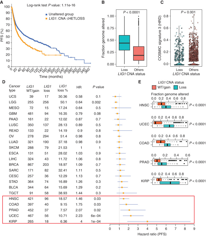 Figure 7. Pan-cancer analysis of LIG1 loss. A, Kaplan–Meier curve showing significantly reduced (log-rank P value) PFS for tumors with single-copy loss of LIG1 (HETLOSS, GISTIC ≤−1, indicated in orange) in the TCGA pan-cancer cohort. B, Box plot showing higher fraction genome altered (FGA) in tumors with LIG1 copy-number-loss tumors (shown in teal) relative to tumors that were LIG1 wild-type or displayed LIG1 gain (shown in orange). C, Violin plot showing significantly lower (Wilcoxon rank sum test) COSMIC signature 3 scores in LIG1-loss tumors (shown in teal). D, Forest plot showing the impact of LIG1 copy-number loss on PFS by cancer type along with LIG1 wild-type (WT)/gain/loss frequency, HR, and corresponding P value. BLCA, bladder urothelial carcinoma; BRCA, breast invasive carcinoma; CESC, cervical squamous cell carcinoma and endocervical adenocarcinoma; COAD, colon adenocarcinoma; ESCA, esophageal carcinoma; GBM, glioblastoma multiforme; HNSC, head and neck squamous cell carcinoma; KIRP, kidney renal papillary cell carcinoma; LGG, brain lower grade glioma; LIHC, liver hepatocellular carcinoma; LUAD, lung adenocarcinoma; LUSC, lung squamous cell carcinoma; MESO, mesothelioma; OV, ovarian serous cystadenocarcinoma; PAAD, pancreatic adenocarcinoma; PRAD, prostate adenocarcinoma; SARC, sarcoma; SKCM, skin cutaneous melanoma; STAD, stomach adenocarcinoma; TGCT, testicular germ cell tumors; UCEC, uterine corpus endometrial carcinoma; UCS, uterine carcinosarcoma. E, Box plot showing significantly higher (by Wilcoxon rank sum test) FGA (representing chromosomal instability) in tumors that had LIG1 copy-number loss versus tumors with either wild-type LIG1 or LIG1 copy-number gain. Shown are the only five cancers (HNSC, UCEC, COAD, PRAD, and KIRP) that displayed a significant association between LIG1 loss and adverse prognosis.