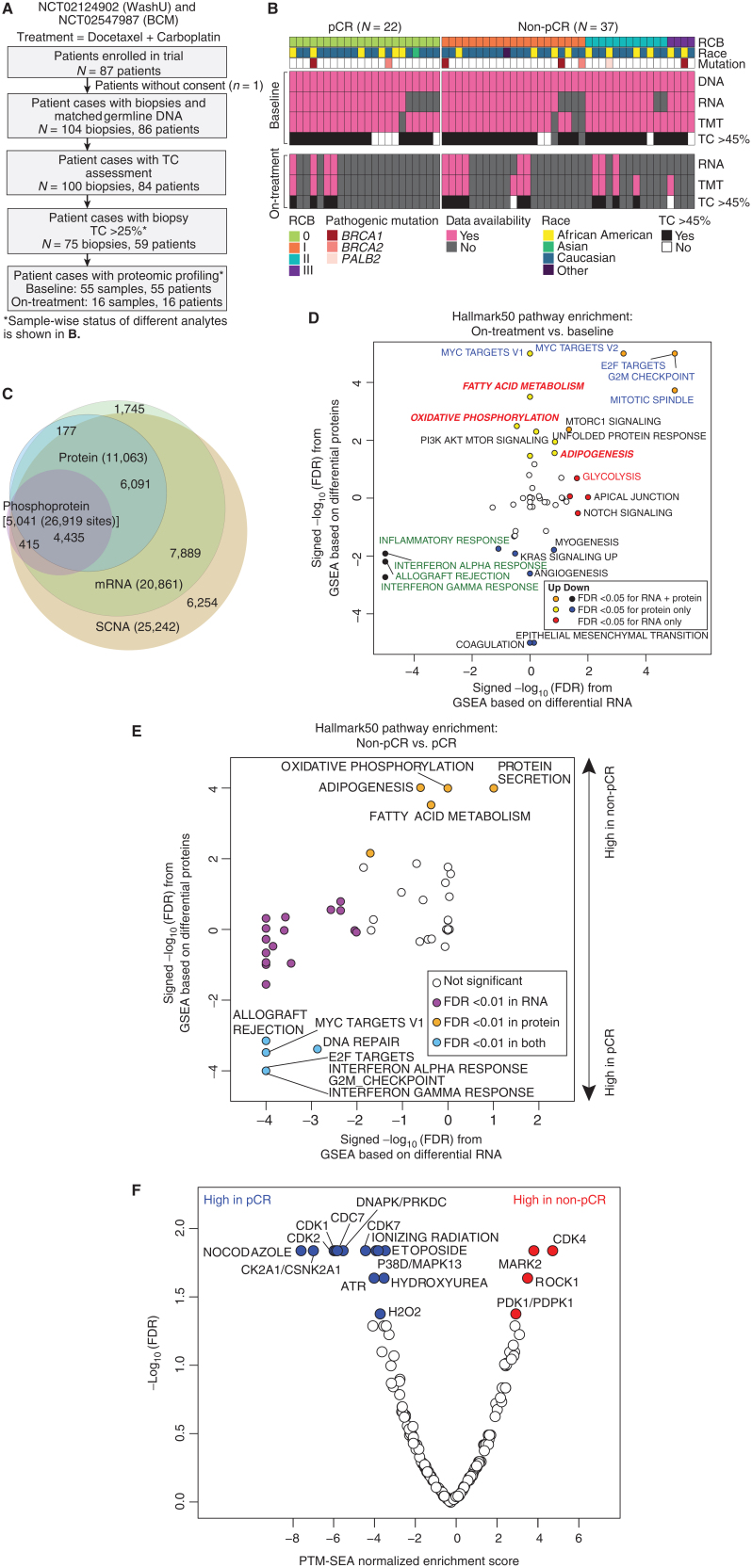 Figure 1. TNBC patient sample overview. A, REMARK diagram showing pre- and on-treatment sample accrual schema from patients with TNBC enrolled in two clinical trials [NCT02544987 (BCM) and NCT201404107 (WashU)] and treated with carboplatin and docetaxel in the neoadjuvant setting. *, <45% samples were later excluded from the analysis based on evidence from data quality control. B, Overview of available omics datasets from 59 patients (22 tumors with pCR and 37 tumors without pCR). Pathogenic BRCA1/2 and PALB2 mutation status, RCB, and patient race are indicated via color-coded annotation tracks. C, Venn diagram showing the overlap of gene IDs detected across multiple analytes and omics data profiled. SCNA, somatic copy-number alteration. D, Hallmark metabolism pathways are induced by chemotherapy exclusively at the protein level. Scatter plot shows signed −log10 FDR from GSEA using the signed (by direction of change) −log10 P values from paired Wilcoxon signed rank tests comparing RNA (x-axis) and protein levels (y-axis) for on-treatment (cycle 1, day 3) samples to matching baseline samples (n = 14).E, MSigDB Hallmark metabolism pathways are elevated in baseline non-pCR tumors at the protein level, whereas immune and cell-cycle pathways are elevated in baseline pCR tumors at both RNA and protein levels. Scatter plot shows the signed −log10 FDR values from GSEA using ranked lists of signed (by direction of change) −log10 P values from Wilcoxon rank sum tests comparing RNA (x-axis) and protein (y-axis) levels in non-pCR tumors to pCR tumors. F, Cell-cycle kinase targets and PTM-SigDB phosphosites associated with genotoxic stress are enriched in pCR tumors relative to non-pCR tumors at baseline. Volcano plot shows results from PTM-SEA using the signed −log10 P values from Wilcoxon rank sum tests comparing phosphosite levels in non-pCR tumors to pCR tumors. Red and blue dots indicate significant (FDR <0.05) posttranslational modification signatures.