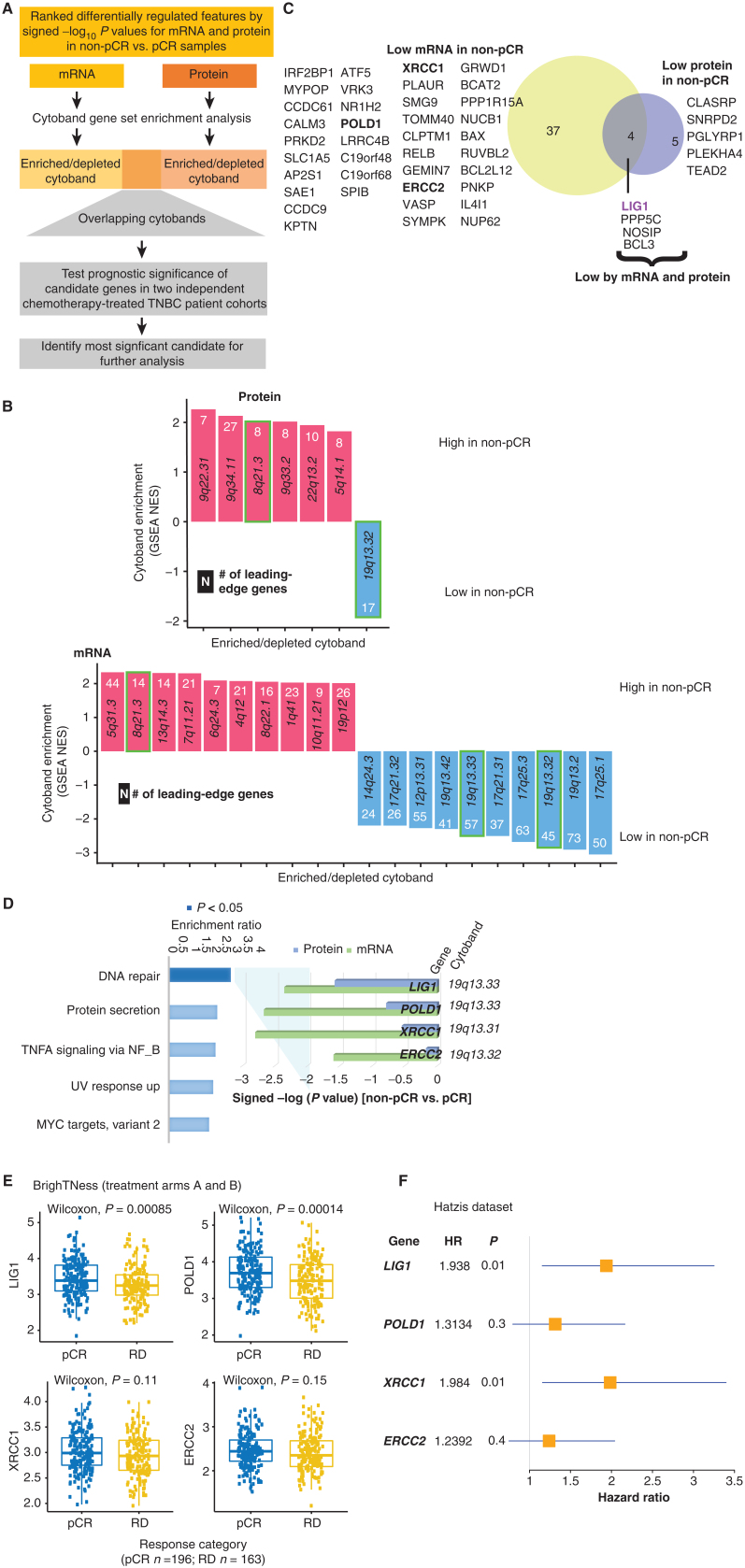 Figure 4. Discovery of DNA repair and replication components enriched in non-pCR TNBC tumors. A, Cytobands enriched in genes differentially expressed between non-pCR and pCR for both mRNA and protein. To identify upregulated or downregulated features overrepresented in certain cytobands within the chromosome, GSEA was used to identify regions from chromosomal location databases enriched with differential genes [GSEA input was ranked expression list (signed −log10 P value) from Wilcoxon rank sum tests]. Overrepresented cytobands that were either enriched or depleted using differentially expressed mRNA and protein are indicated in B, and the overlapping sets were used for further analysis. B, Plot showing significantly enriched or depleted cytobands obtained by running differential mRNA and protein ranked lists through GSEA. NES, normalized enrichment score. Genes downregulated in non-pCR samples corresponding to cytoband 19q13.31–33 are indicated in C. C, Venn diagram showing differential (non-pCR vs. pCR) mRNA and proteins located on cytoband 19q13.3. D, Overrepresentation analysis (ORA) shows that differential 19q13.31–33 genes are enriched with Hallmark DNA repair pathway genes. Downregulation of these DNA repair genes at the mRNA and protein levels in non-pCR cases is shown in the bar chart on the right as signed −log10 P values from Wilcoxon rank sum tests. E, Box plot comparing RNA expression of DNA repair genes located on 19q13.31–33 in the previously published BrighTNess clinical trial (treatment arms A and B), in which patients were treated with carboplatin and paclitaxel. The Wilcoxon rank sum test was used to compare residual disease (RD) cases with pCR cases. F, Forest plot showing hazard ratios (HR) and P values for metastasis-free survival associated with LIG1, POLD1, XRCC1, and ERCC2. HR is based on categorizing samples using a median expression cutoff for each gene in the Hatzis dataset.