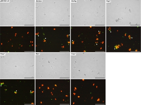 Fig. 8.