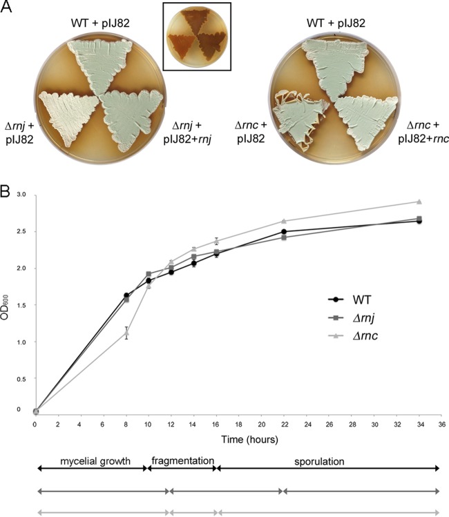 FIG 2