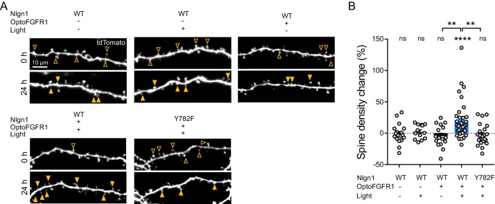 Figure 4—figure supplement 1.