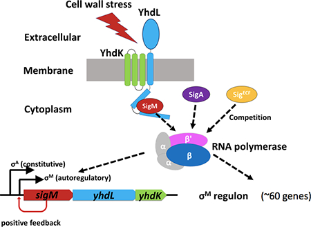 graphic file with name nihms-1011157-f0001.jpg