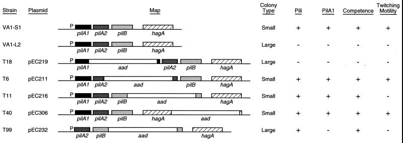 FIG. 5