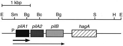 FIG. 1