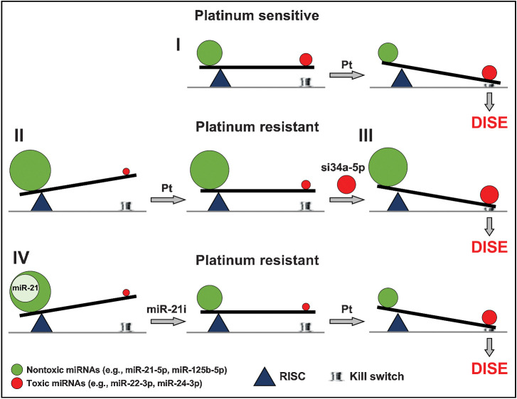 Figure 7. Scheme to illustrate the balance of toxic RISC-bound miRNAs that determine platinum sensitivity. In constitutively Pt-S ovarian cancer cells, treatment with Pt results in a shift in the ratio of miRNAs with toxic and nontoxic seeds tipping the balance toward cell death (death induced by survival gene elimination, DISE; I). In ovarian cancer cells with acquired Pt resistance, the shift toward toxic seed–containing miRNAs is insufficient to trigger DISE (II). However, the protection by miRNAs with nontoxic seeds can be overcome by introducing exogenous miRNA mimetics (e.g., siGGCAGU = si34a-5p) that contain highly toxic seeds (III). Finally, inhibiting miRNAs with nontoxic seeds, as shown for overexpressed miR-21-5p (using a miR-21-5p inhibitor, miR-21i) in the A2780R cells, allows the Pt-R cells (both constitutively as well as acquired) to regain sensitivity to Pt (IV).