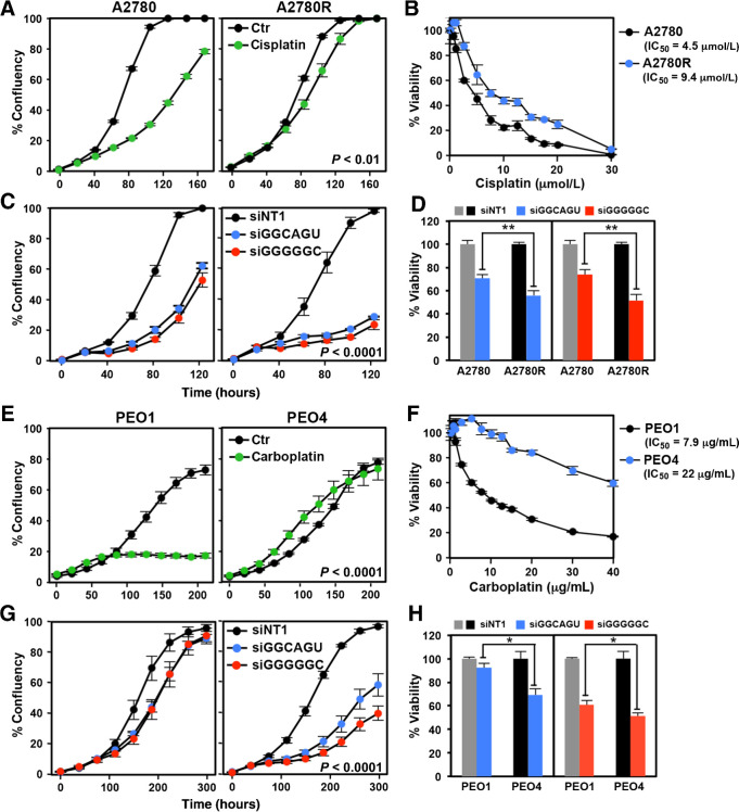 Figure 1. Platinum-tolerant Pt-R ovarian cancer cells are at least as sensitive to toxic 6mer seeds as Pt-S cells. A, Change of confluency of A2780 and A2780R cells over time treated with PBS or 5 μmol/L cisplatin. B, Dose–response curves (72-hour ATP viability assay) of cells in A. C, Change of confluency of A2780 and A2780R cells over time treated with either 10 nmol/L siNT1, siGGCAGU, or siGGGGGC. D, Viability of the cells in C 96 hours after transfection with 10 nmol/L of the siRNAs. E, Change of confluency of PEO1 and PEO4 cells over time treated with water or 1 μg/mL carboplatin. F, Dose–response curves (72-hour ATP viability assay) of cells in E. G, Change of confluency of PEO1 and PEO4 cells over time treated with either 10 nmol/L siGGCAGU or siGGGGGC. H, Viability of the cells in G 96 hours after transfection with 10 nmol/L of the siRNAs. Each data point (A, B, C, E, F, and G) represents mean ± SE of three replicates. Each bar (D and H) represents ± SD of three replicates. P values were calculated using ANOVA (A, C, E, and G), or Student t test (D and H). *, P < 0.05; **, P < 0.001.