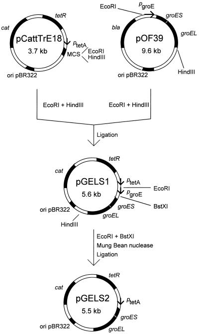 FIG. 1