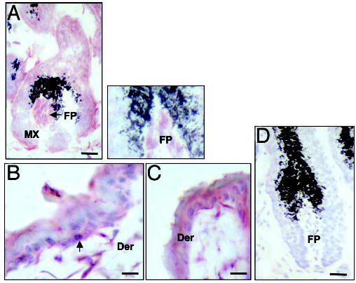 Fig. 8