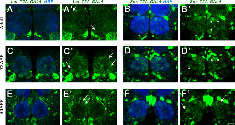 Figure 5—figure supplement 2.