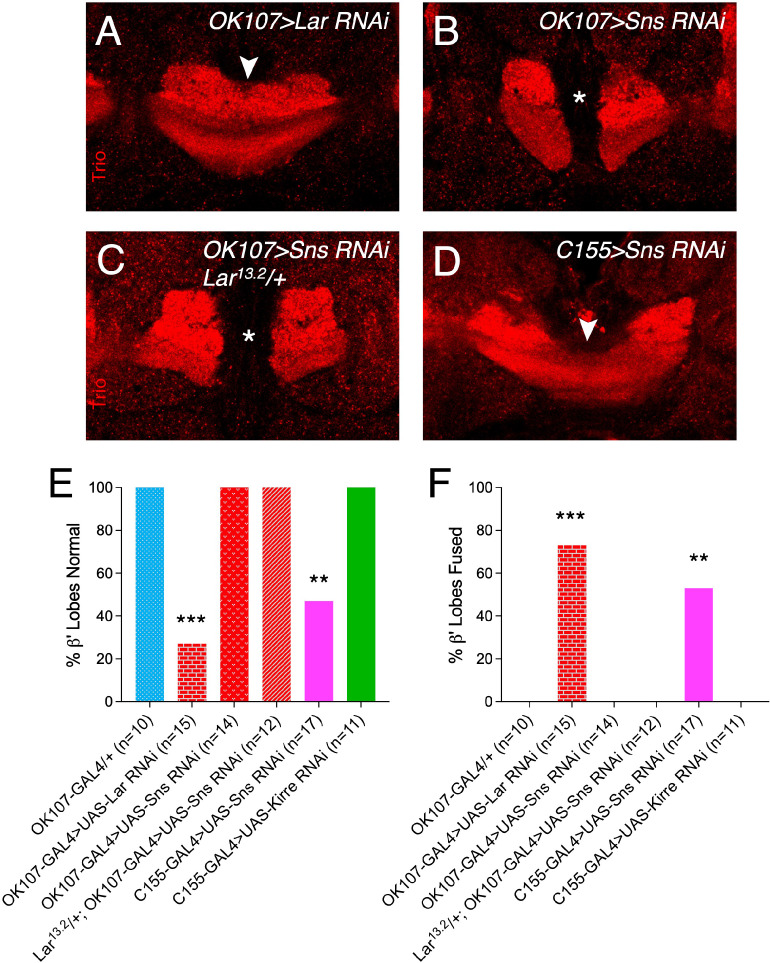 Figure 6—figure supplement 1.