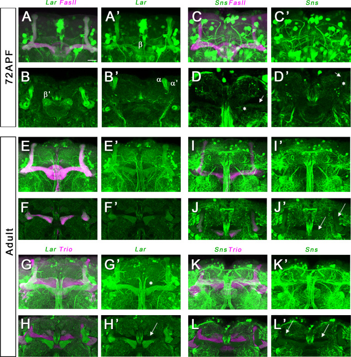 Figure 5—figure supplement 1.