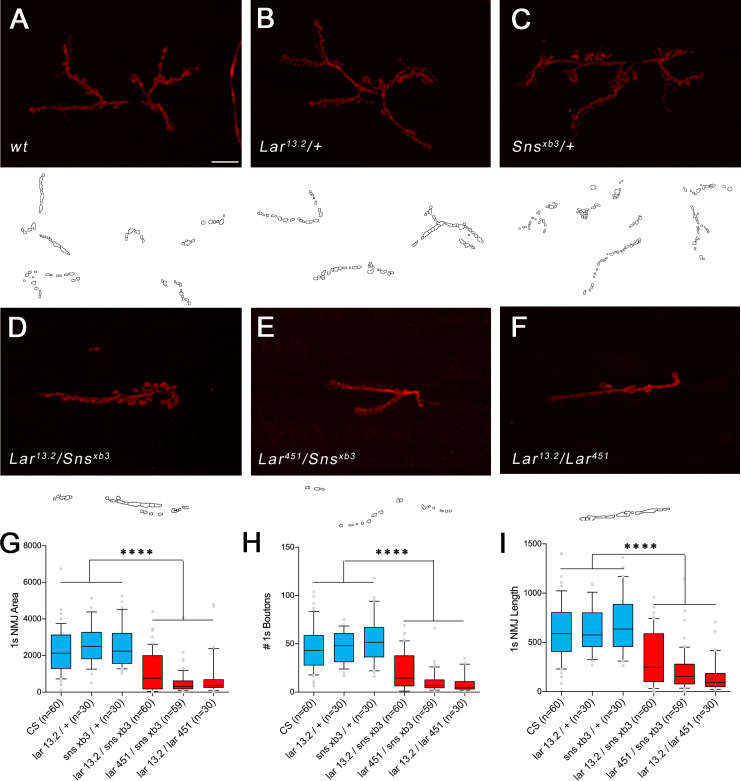 Figure 3—figure supplement 1.