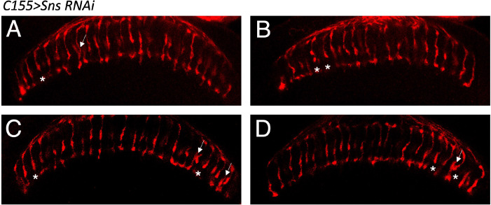 Figure 8—figure supplement 1.