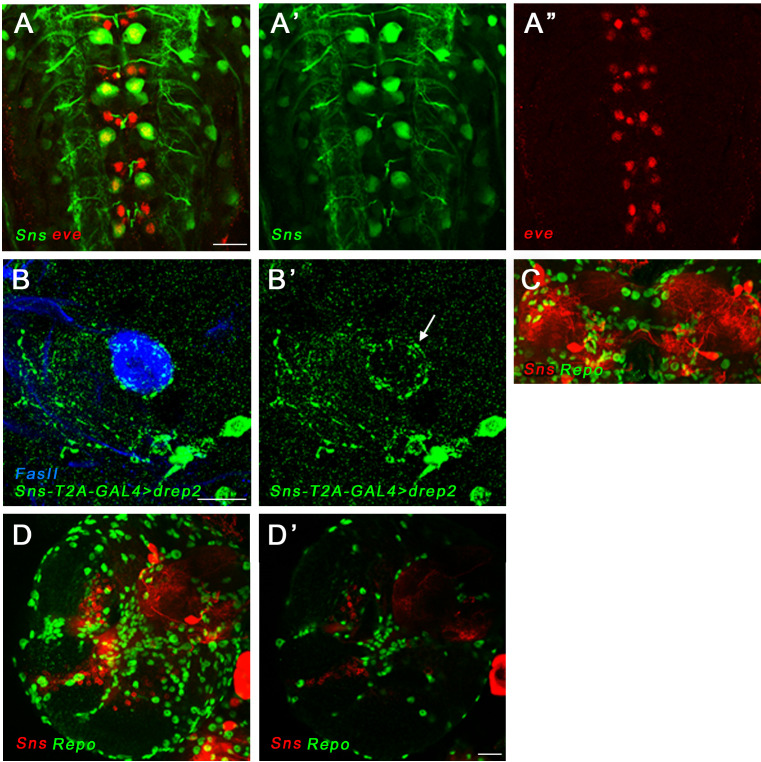 Figure 2—figure supplement 1.