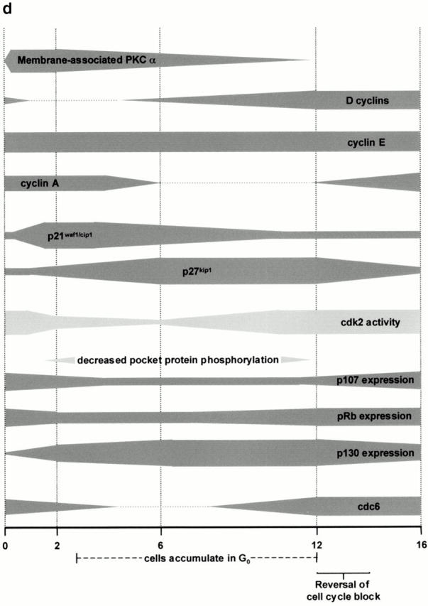 graphic file with name JCB0006047.f10d.jpg