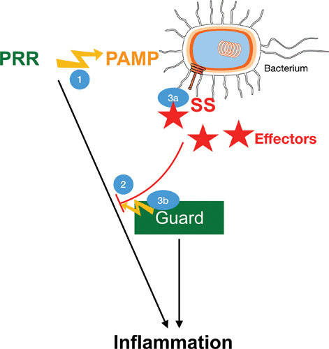 FIGURE 1