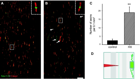 Fig. 6.