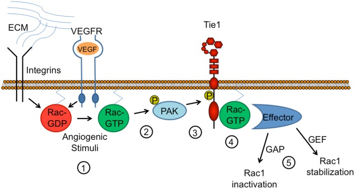 Fig 6