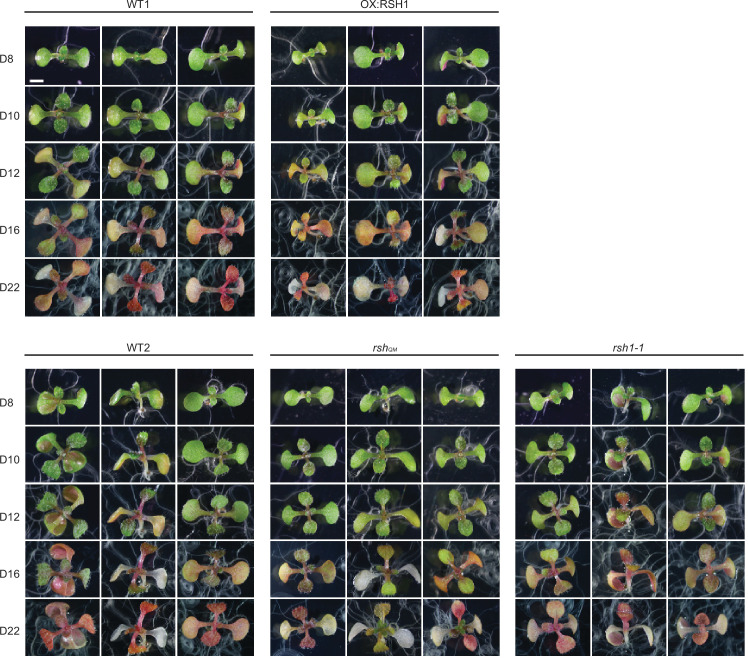 Figure 1—figure supplement 1.