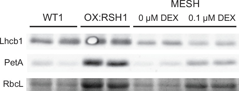 Figure 3—figure supplement 1.