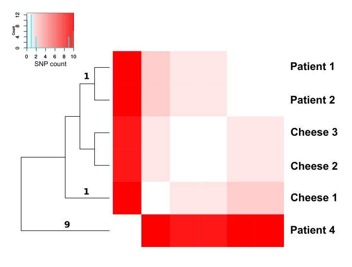 Heatmap showing the single nucleotide polymorphism between the isolates obtained in this study. Bright red corresponds to the highest number of SNPs. The number of SNPs supporting tree branched are reported on the relative branch