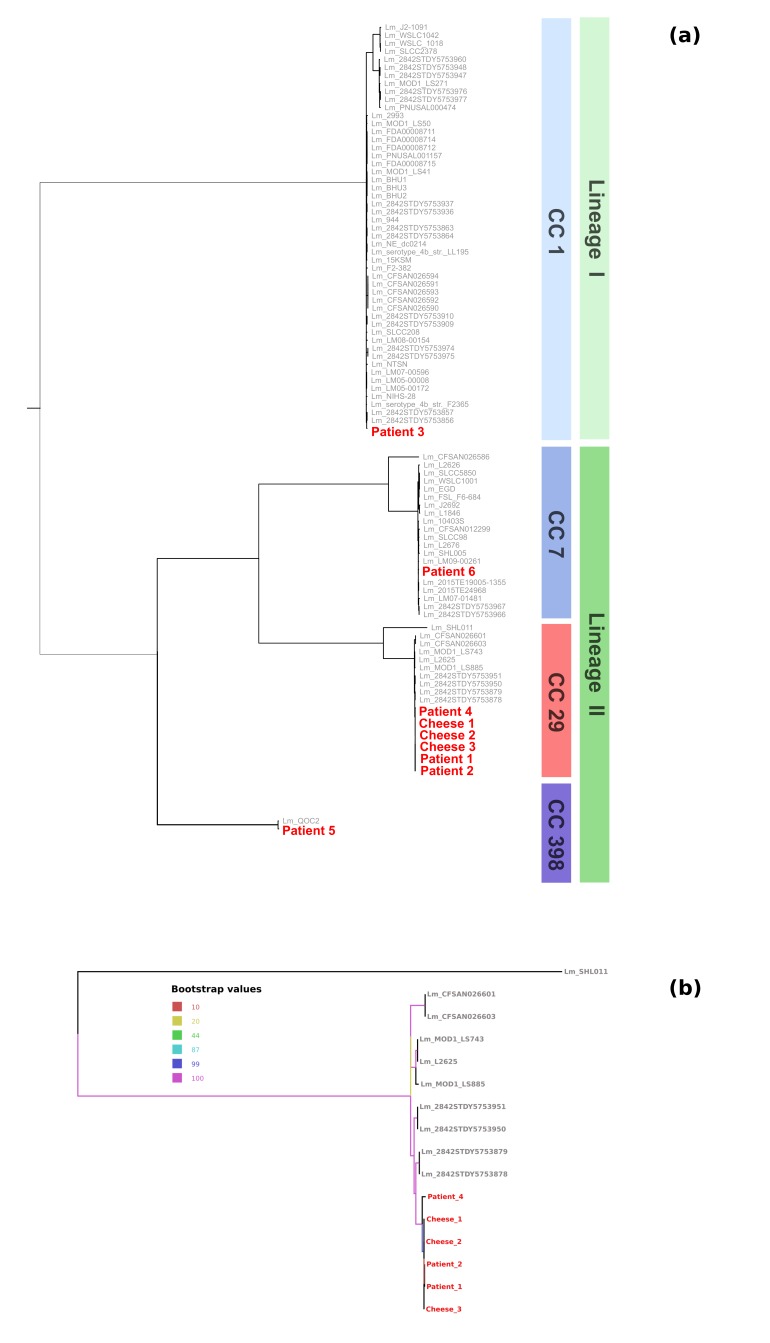 (a) Phylogenetic reconstruction of the relationships between the study isolates and database isolates of the corresponding clonal complexes. Tree obtained using Maximum Likelihood approach, with RAxML 8 software, setting GTRGAMMA model and 100 pseudo bootstrap replicates on an alignment of 928 conserved core genome MLST genes. (b) Sub-tree including only the CC29 strains.