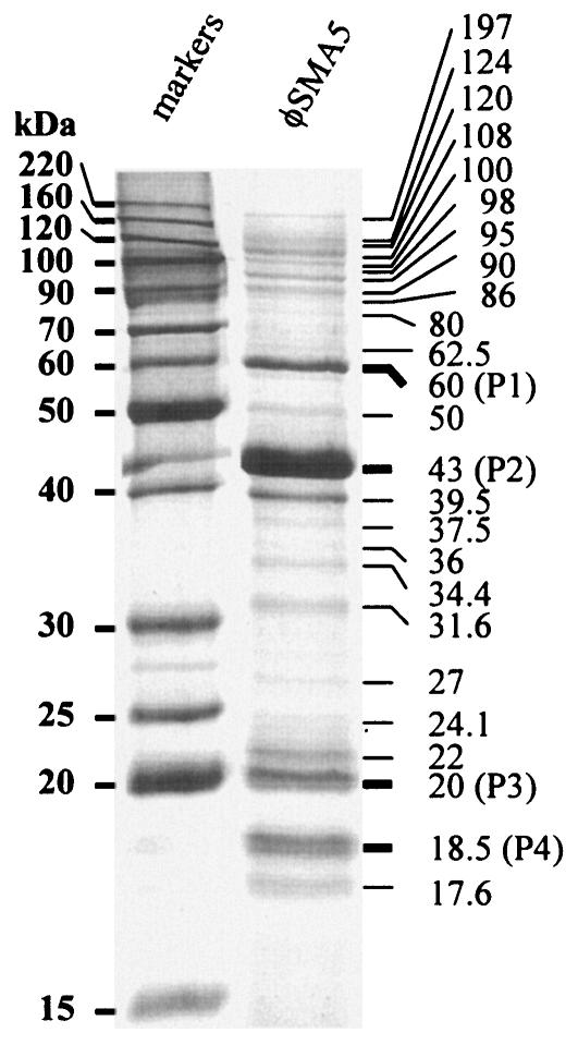 FIG. 5.