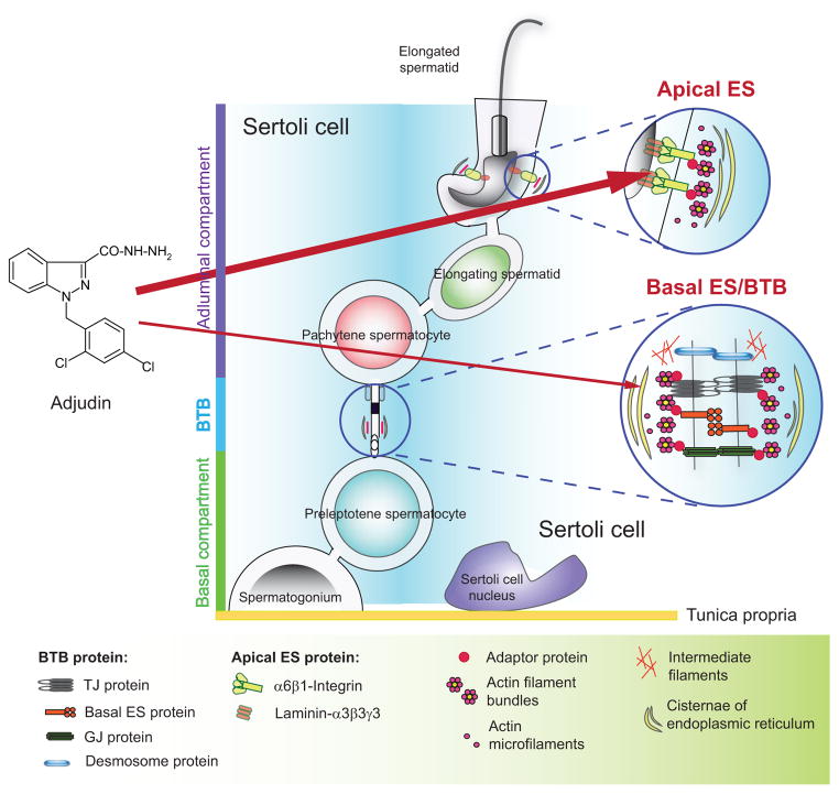 Fig. (1)