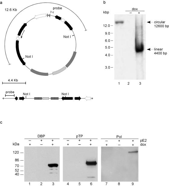 FIG. 2.